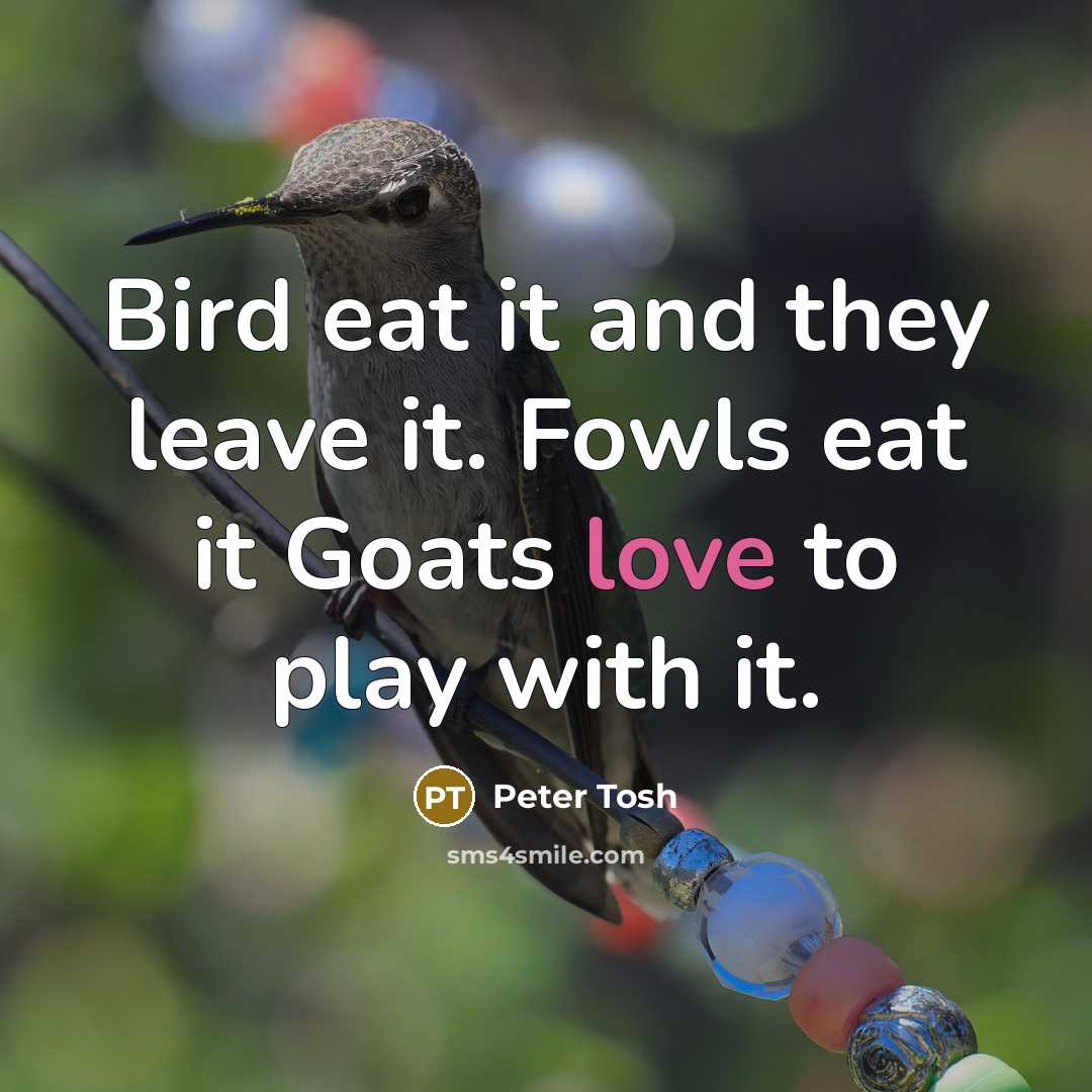 “Bird eat it and they leave it. Fowls eat it…” quote by Peter Tosh