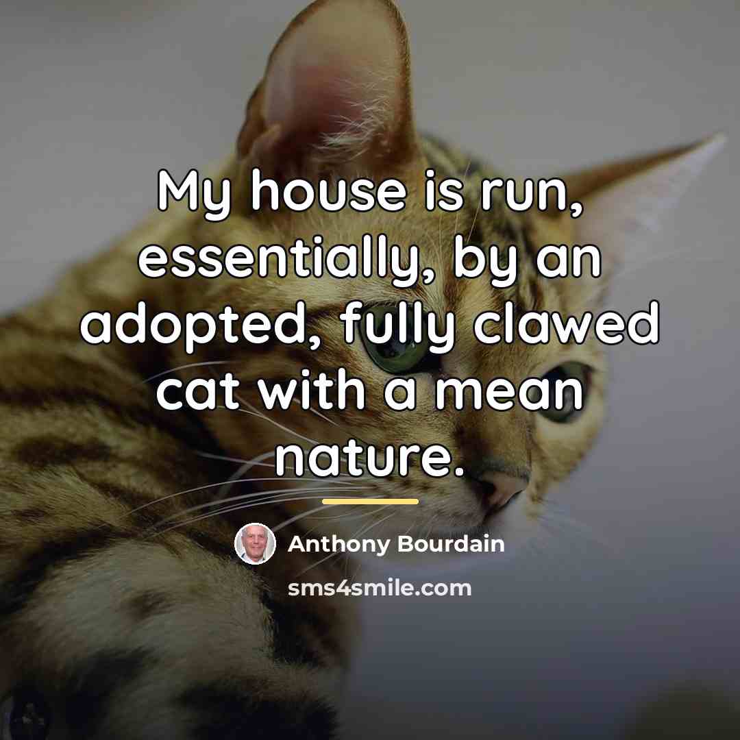 “My house is run, essentially, by an adopted, fully clawed…” quote by Anthony Bourdain
