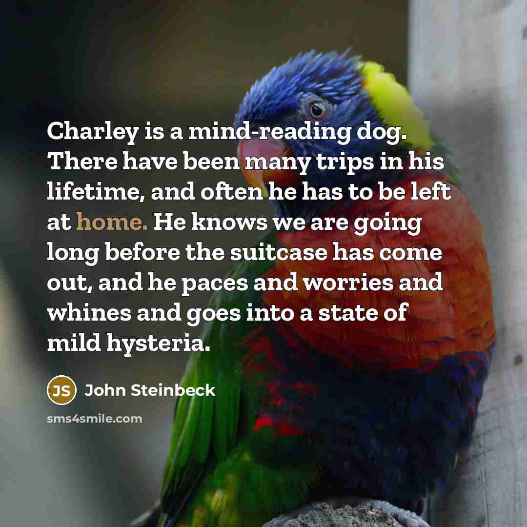 “Charley is a mind-reading dog. There have been many trips in his lifetime, and often he has to be left at home. He knows we are going long before the suitcase has come out, and he paces and worries and whines and goes into a state of mild hysteria.” quote by John Steinbeck