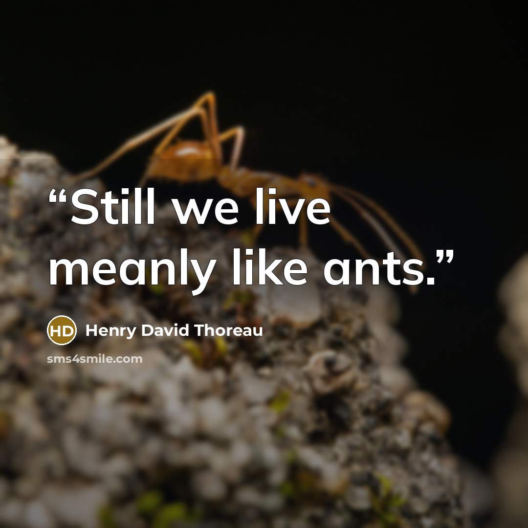 “Still we live meanly like ants.” quote by Henry David Thoreau