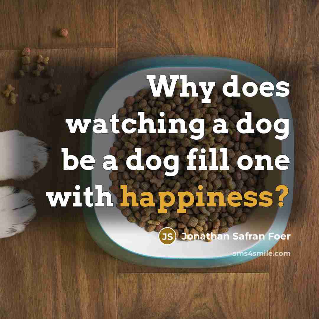 “Why does watching a dog be a dog fill one with happiness?” quote by Jonathan Safran Foer