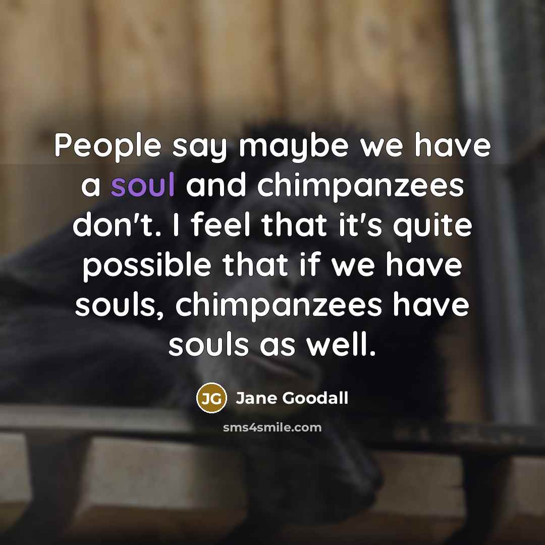 “People say maybe we have a soul and chimpanzees don't.…” quote by Jane Goodall