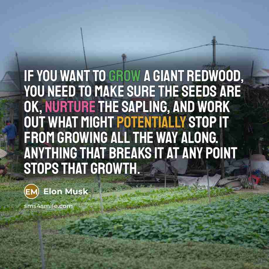 “If you want to grow a giant redwood, you need…” quote by Elon Musk