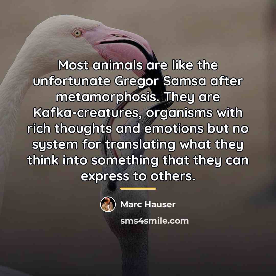 “Most animals are like the unfortunate Gregor Samsa after metamorphosis.…” quote by Marc Hauser