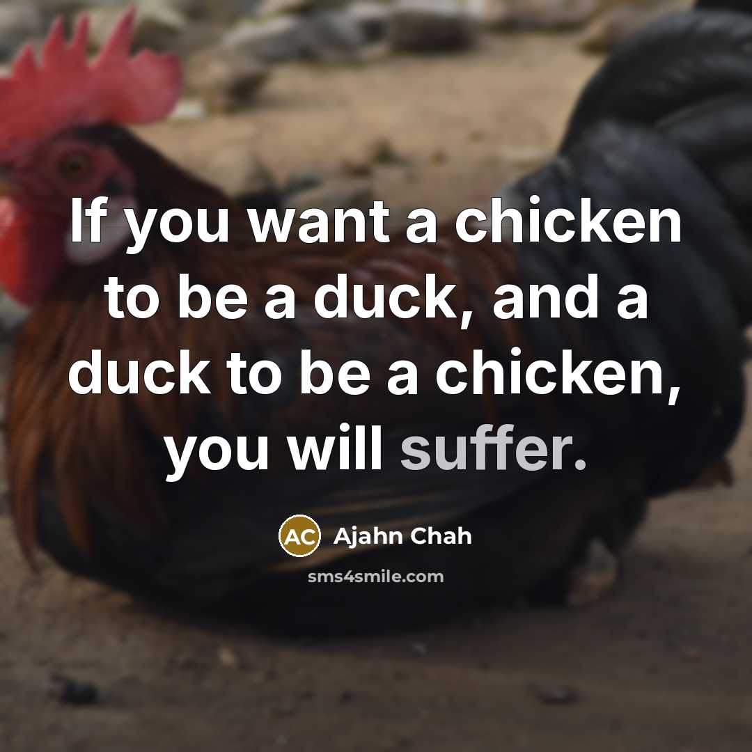 “If you want a chicken to be a duck, and a duck to be a chicken, you will suffer.” quote by Ajahn Chah