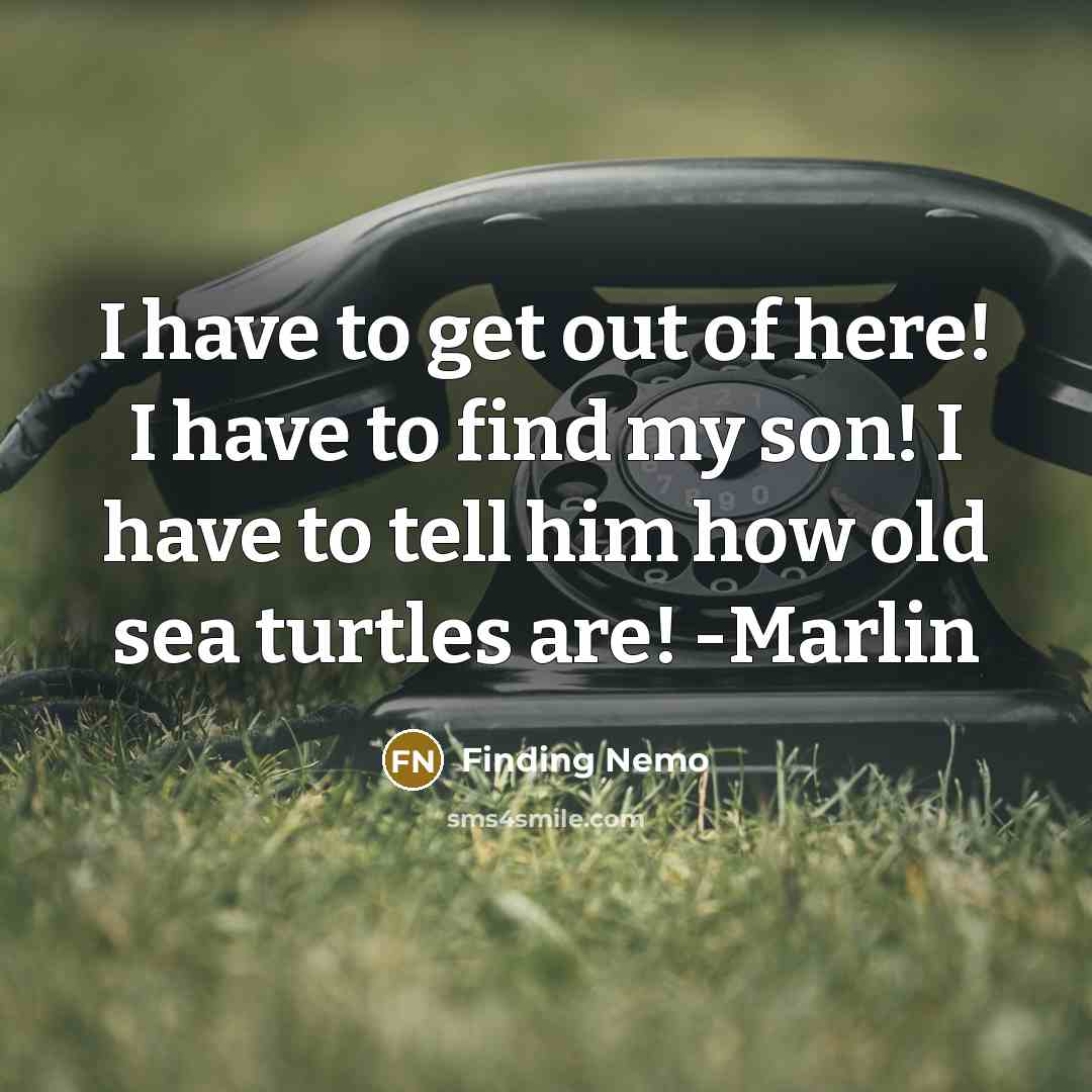 “I have to get out of here! I have to find my son! I have to tell him how old sea turtles are! -Marlin” quote by Finding Nemo