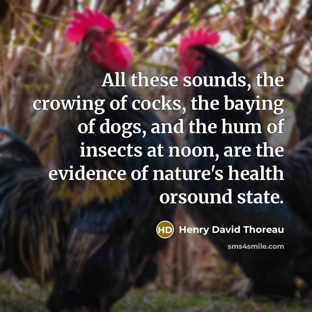 “All these sounds, the crowing of cocks, the baying of…” quote by Henry David Thoreau