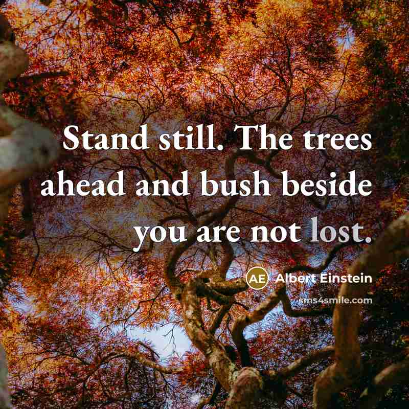 “Stand still. The trees ahead and bush beside you are not lost.” quote by Albert Einstein