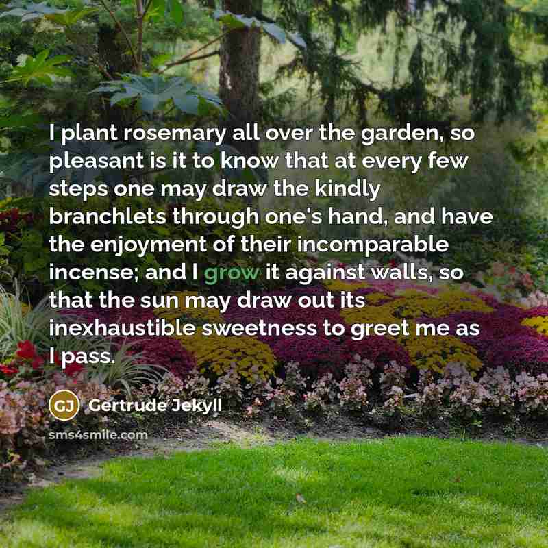 “I plant rosemary all over the garden, so pleasant is…” quote by Gertrude Jekyll