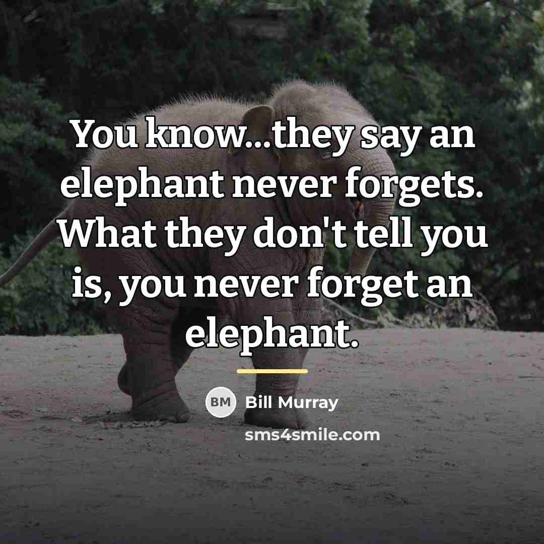 “You know...they say an elephant never forgets. What they don't…” quote by Bill Murray