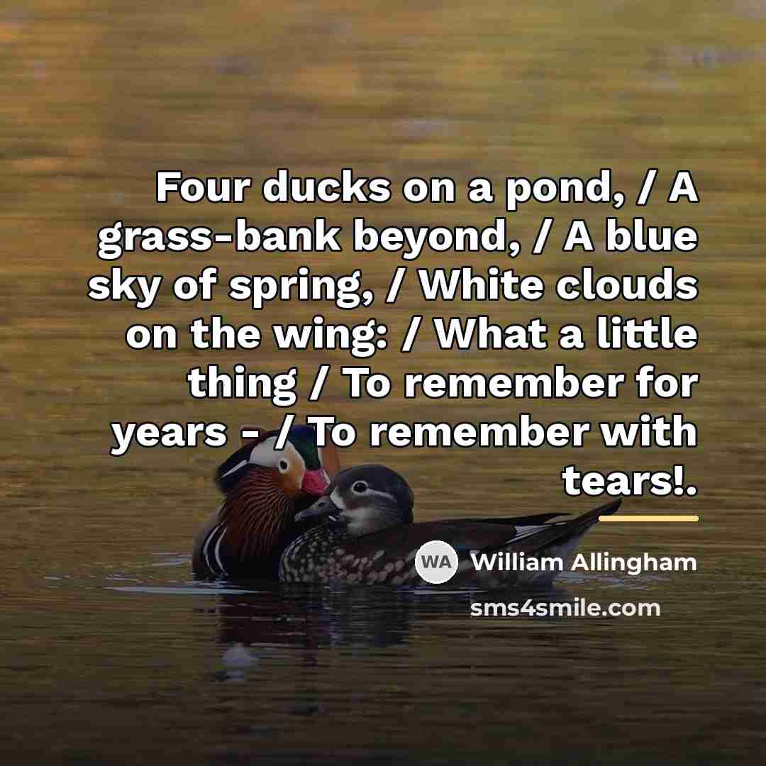 “Four ducks on a pond, / A grass-bank beyond, /…” quote by William Allingham