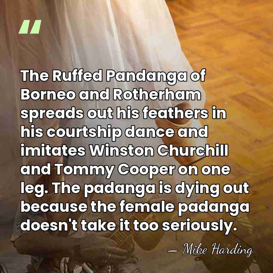 The Ruffed Pandanga of Borneo and Rotherham spreads out his feathers in&hellip; - Mike Harding
