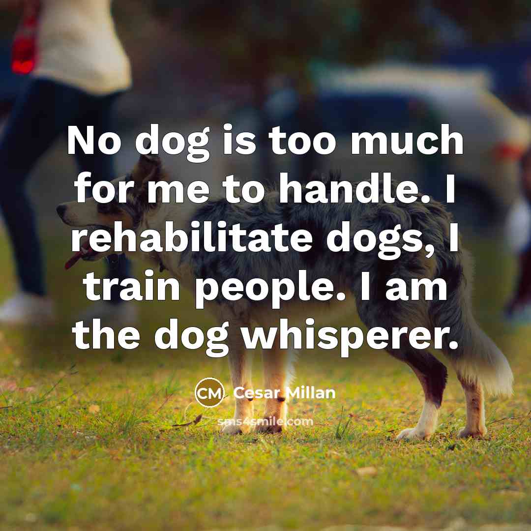 “No dog is too much for me to handle. I…” quote by Cesar Millan