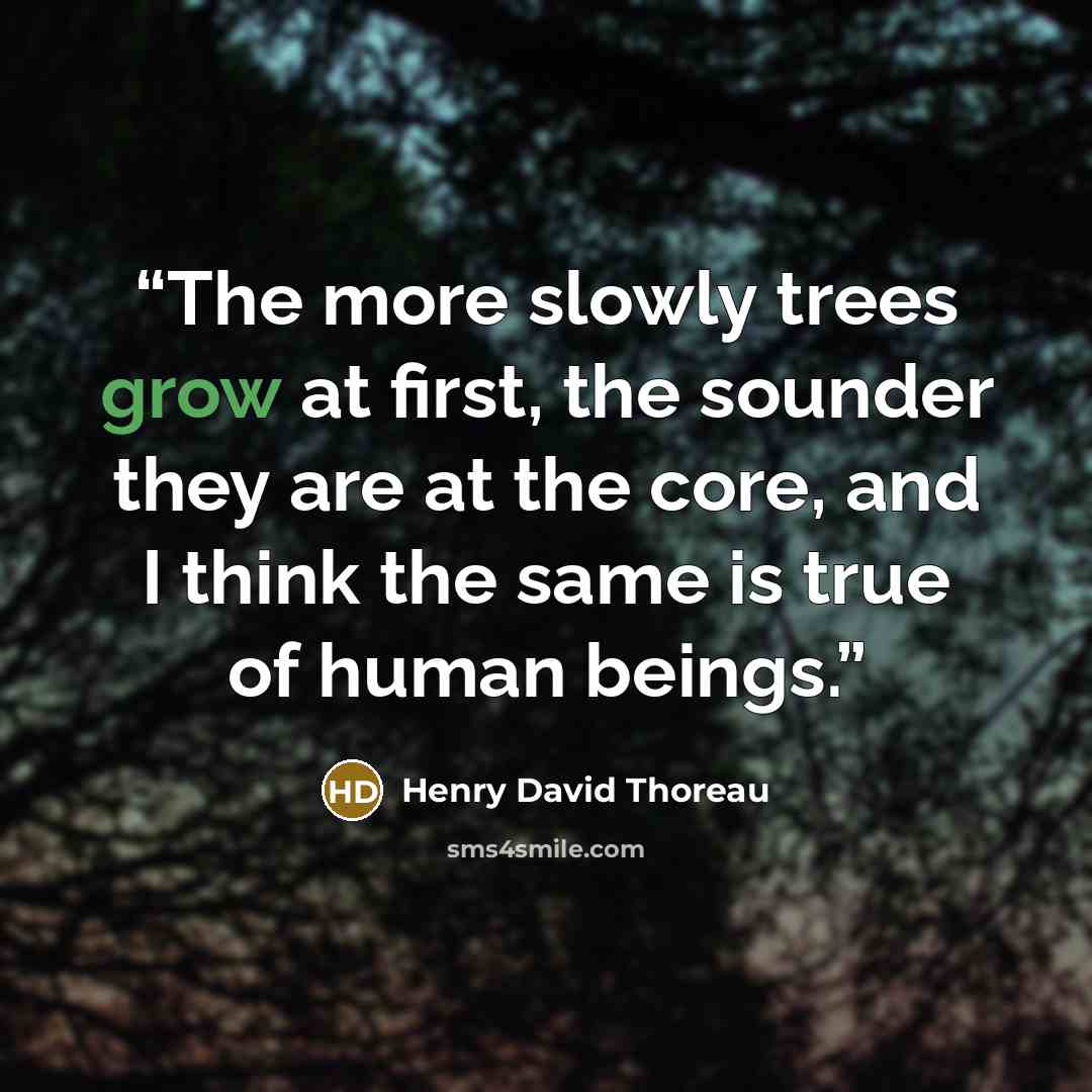 “The more slowly trees grow at first, the sounder they are at the core, and I think the same is true of human beings.” quote by Henry David Thoreau