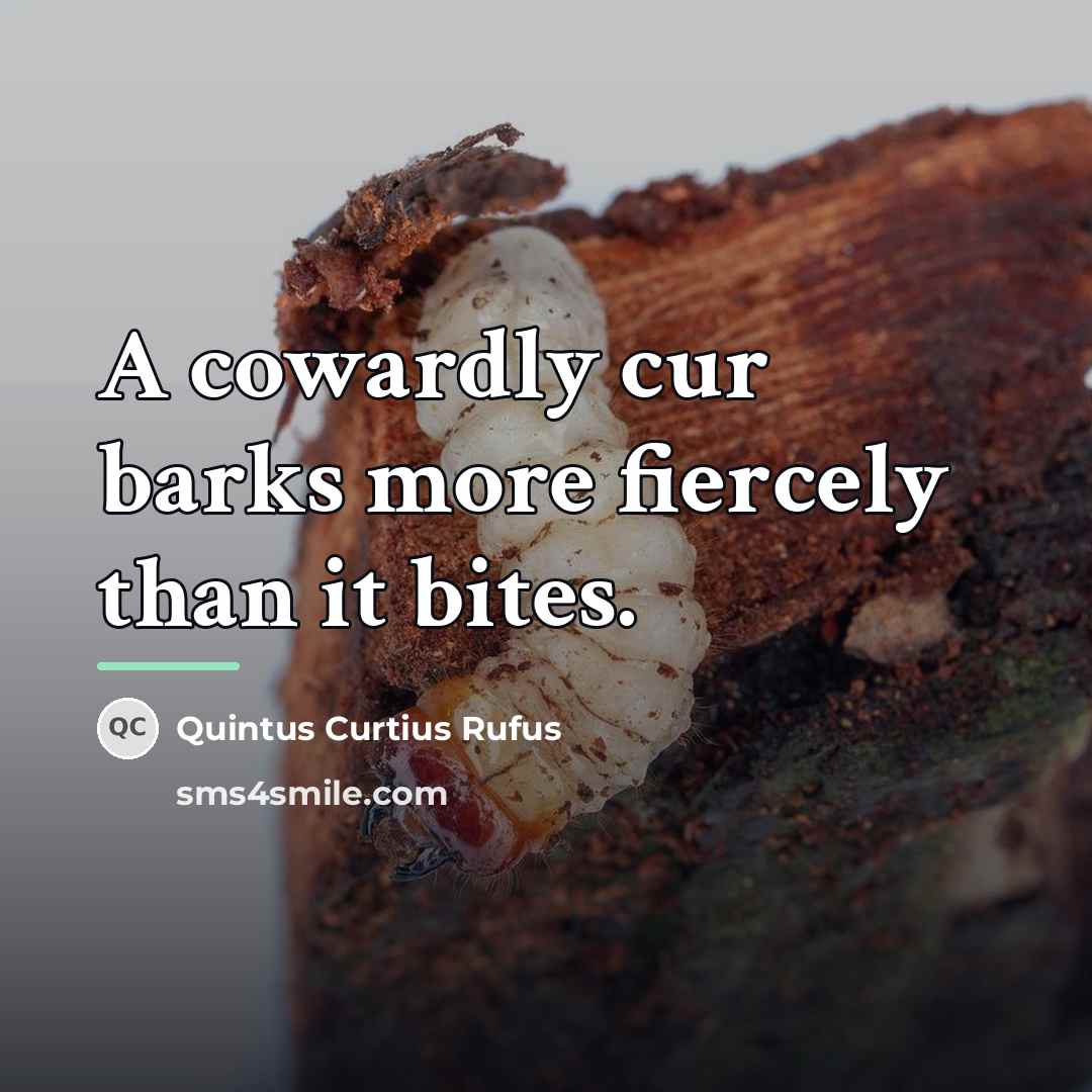 “A cowardly cur barks more fiercely than it bites.…” quote by Quintus Curtius Rufus