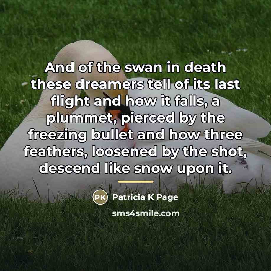 “And of the swan in death these dreamers tell of…” quote by Anonymous