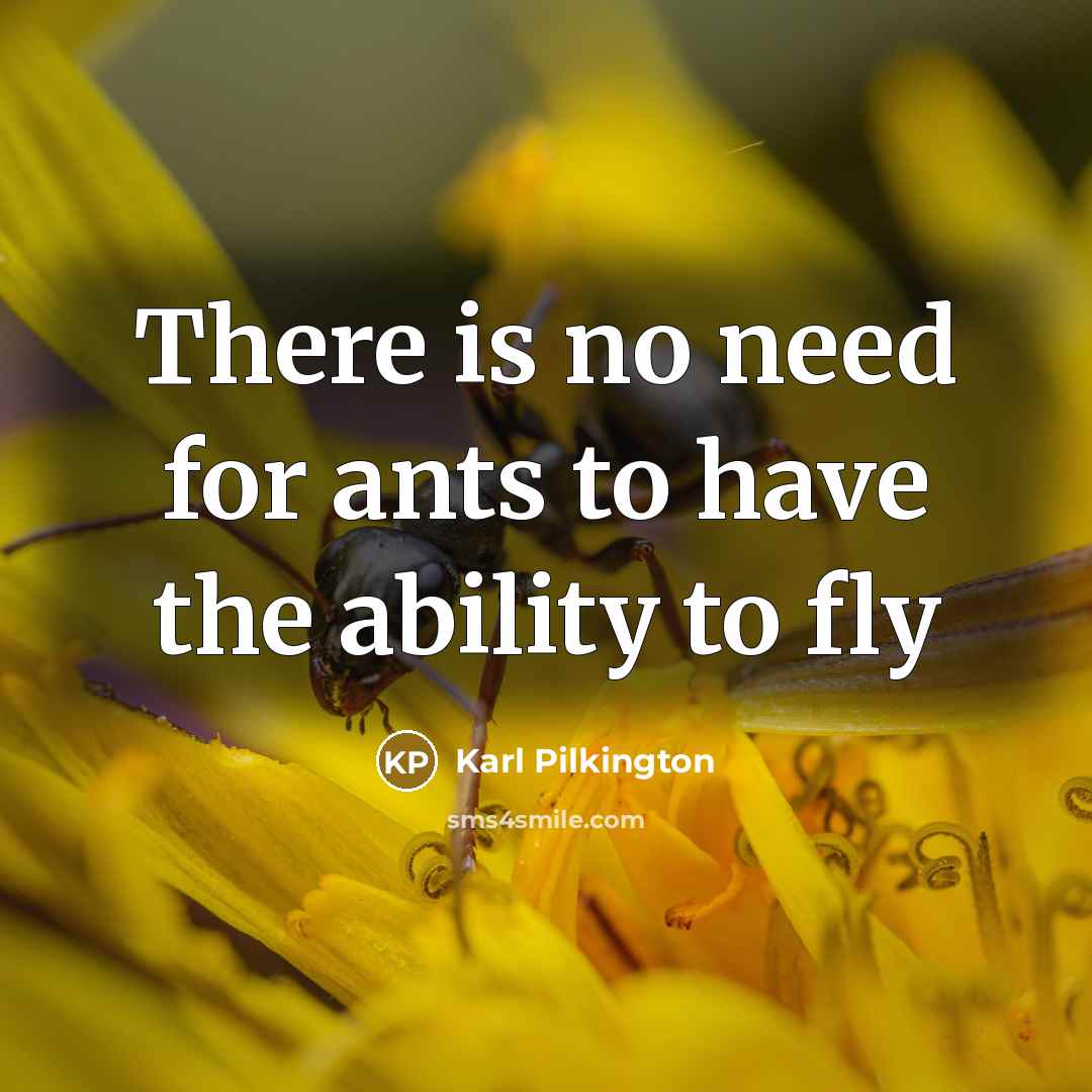 “There is no need for ants to have the ability…” quote by Karl Pilkington