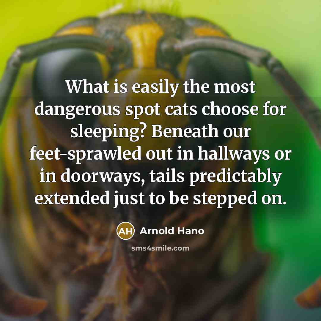 “What is easily the most dangerous spot cats choose for…” quote by Arnold Hano