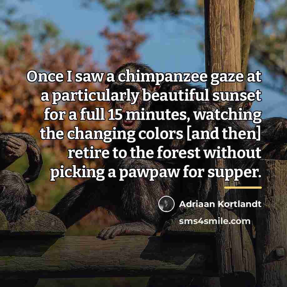 “Once I saw a chimpanzee gaze at a particularly beautiful…” quote by Adriaan Kortlandt