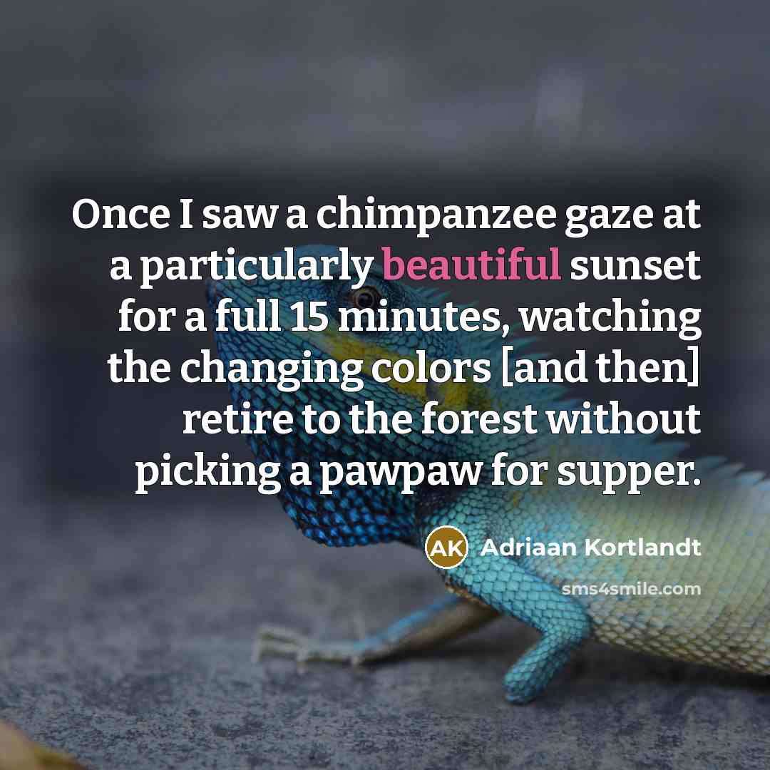 “Once I saw a chimpanzee gaze at a particularly beautiful sunset for a full 15 minutes, watching the changing colors [and then] retire to the forest without picking a pawpaw for supper.” quote by Adriaan Kortlandt