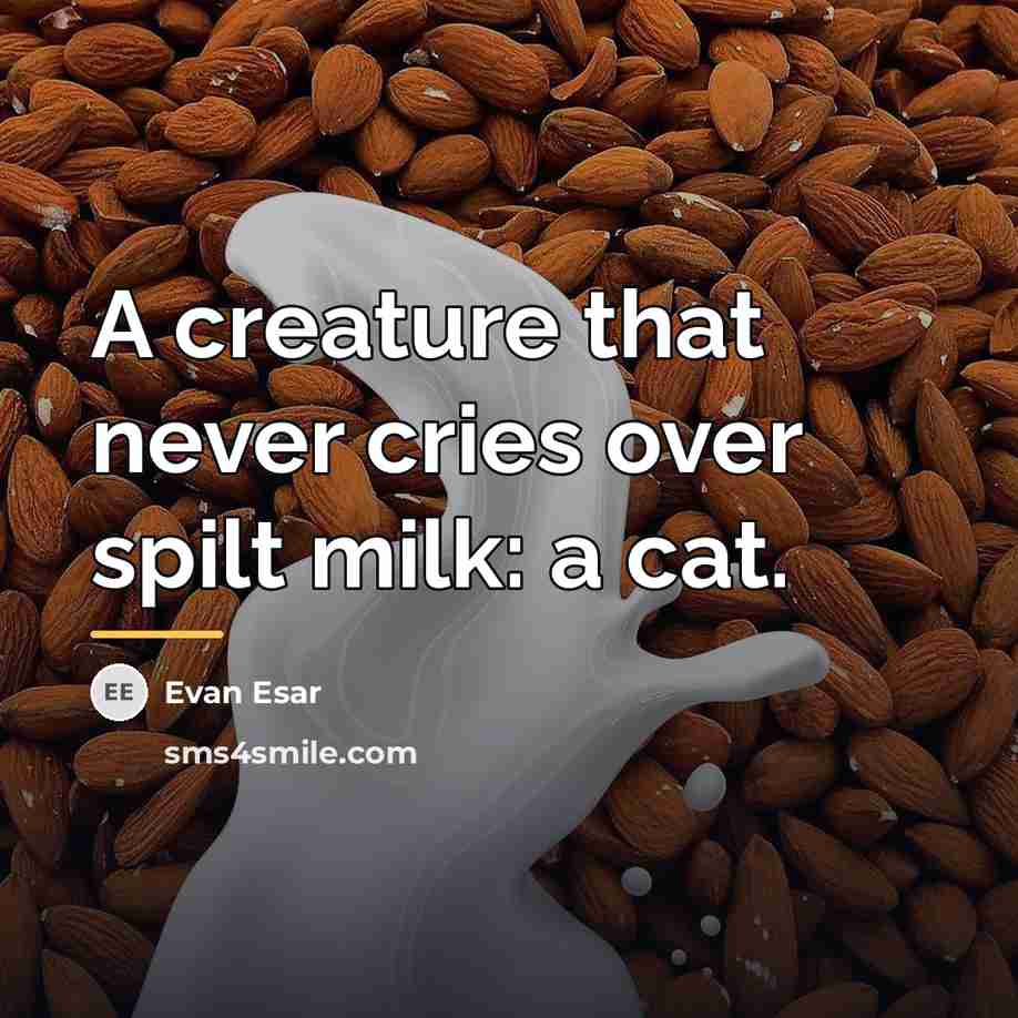“A creature that never cries over spilt milk: a cat.…” quote by Evan Esar