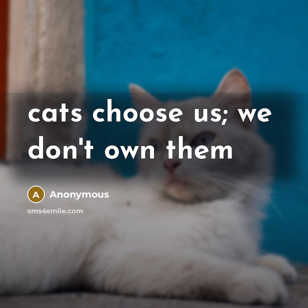 “cats choose us; we don't own them…” quote by Anonymous