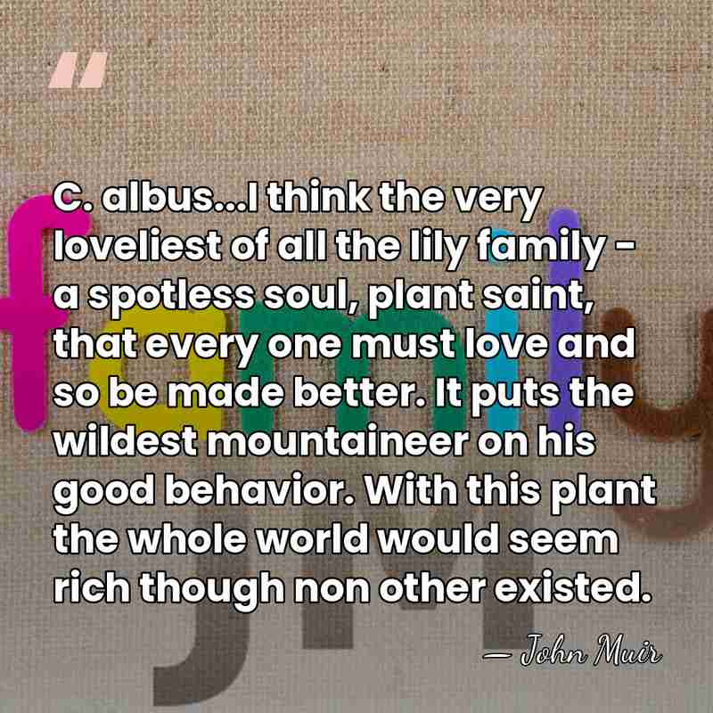 C. albus...I think the very loveliest of all the lily family -&hellip; - John Muir