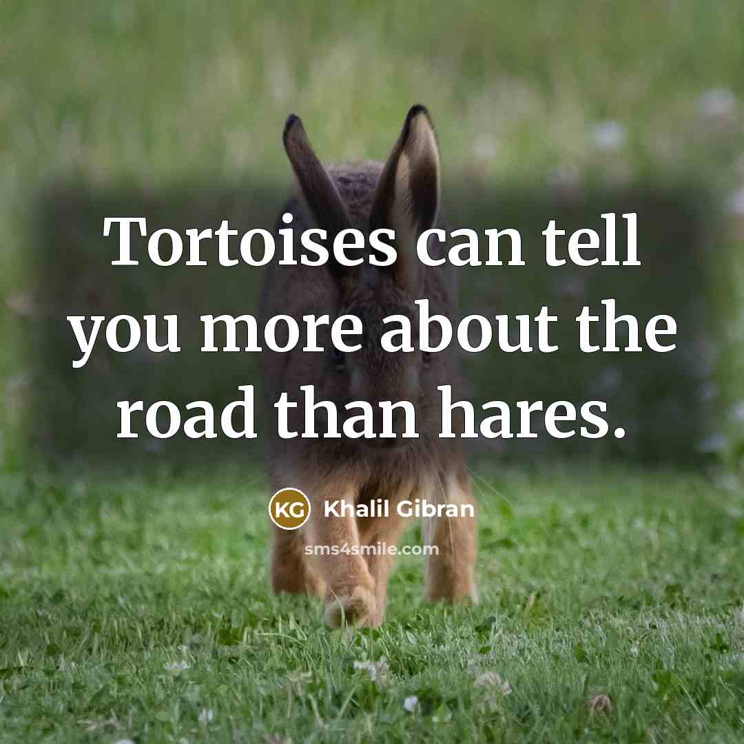 “Tortoises can tell you more about the road than hares.…” quote by Khalil Gibran