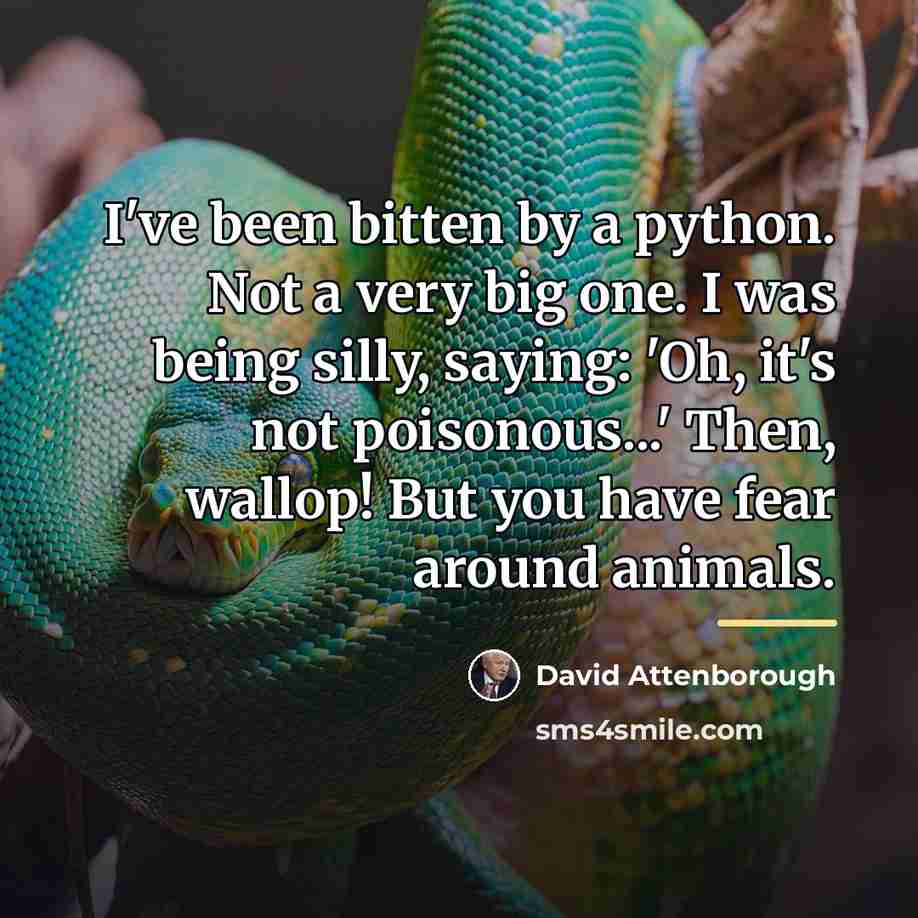 “I've been bitten by a python. Not a very big…” quote by David Attenborough