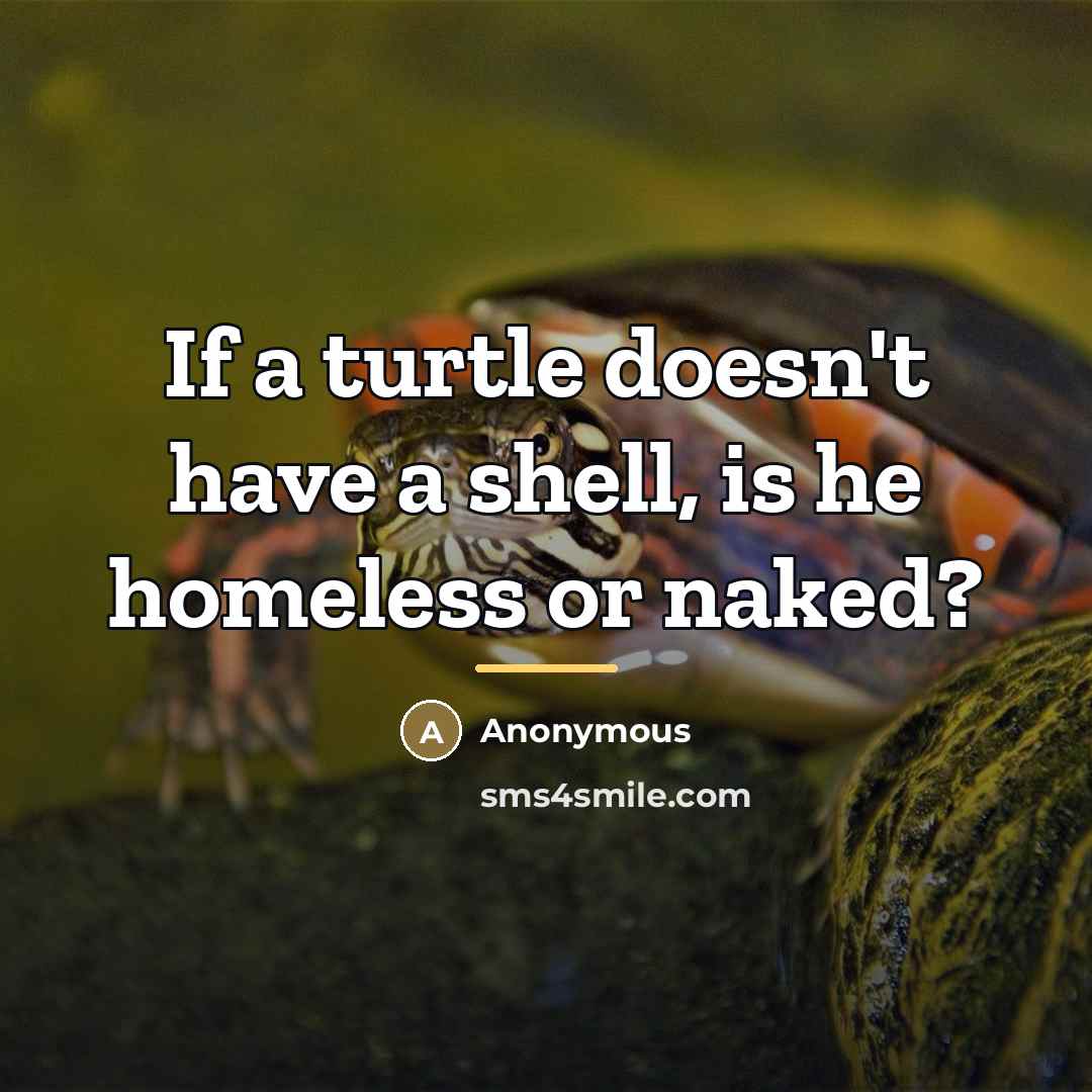 “If a turtle doesn't have a shell, is he homeless…” quote by Anonymous