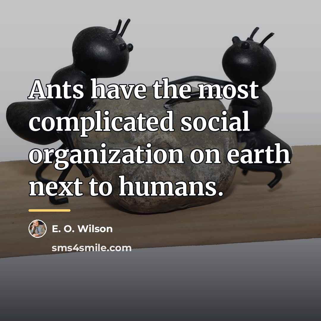 “Ants have the most complicated social organization on earth next…” quote by E. O. Wilson