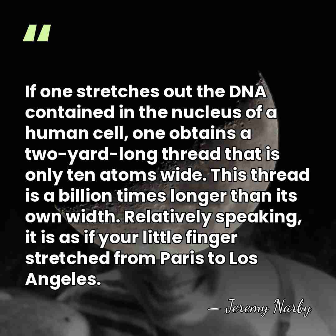 If one stretches out the DNA contained in the nucleus of a&hellip; - Jeremy Narby