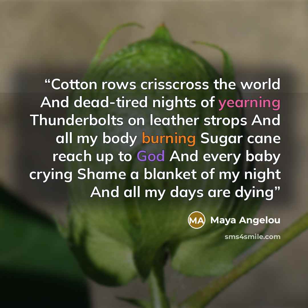 “Cotton rows crisscross the world And dead-tired nights of yearning Thunderbolts on leather strops And all my body burning Sugar cane reach up to God And every baby crying Shame a blanket of my night And all my days are dying” quote by Maya Angelou