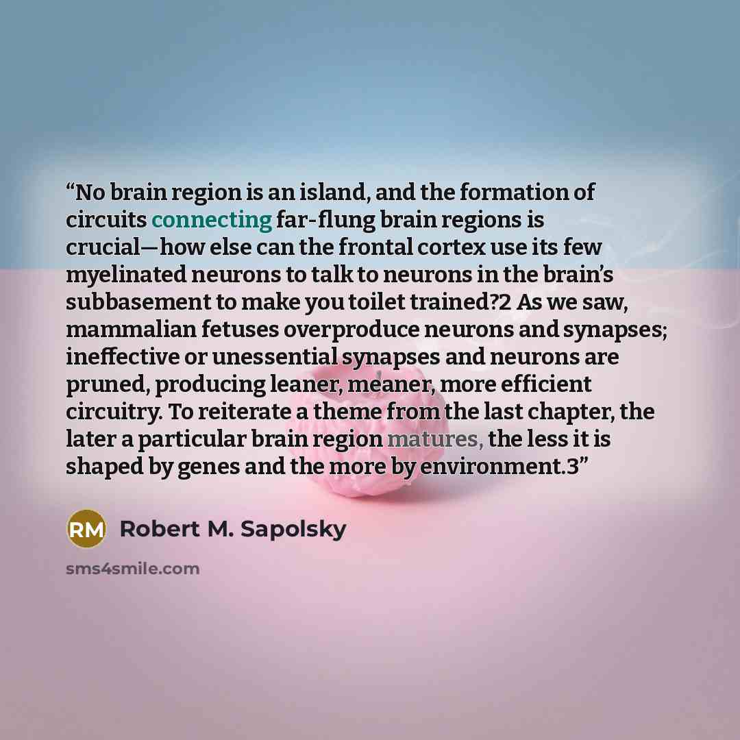 “No brain region is an island, and the formation of circuits connecting far-flung brain regions is crucial—how else can the frontal cortex use its few myelinated neurons to talk to neurons in the brain’s subbasement to make you toilet trained?2 As we saw, mammalian fetuses overproduce neurons and…” quote by Robert M. Sapolsky