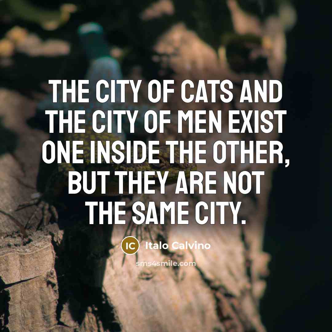 “The city of cats and the city of men exist…” quote by Italo Calvino