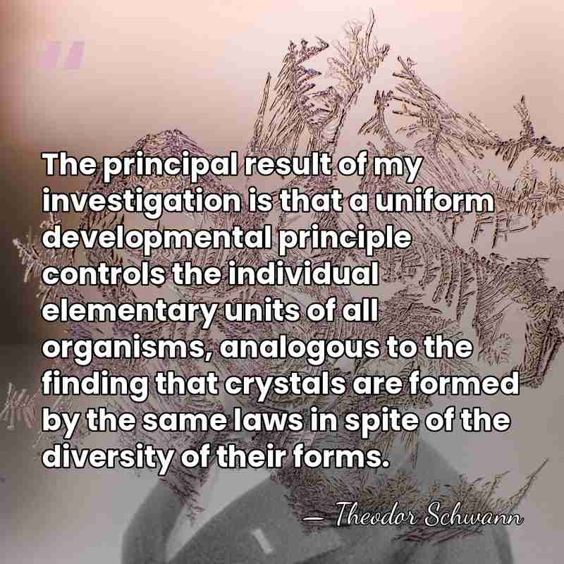 The principal result of my investigation is that a uniform developmental principle&hellip; - Theodor Schwann