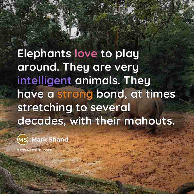 “Elephants love to play around. They are very intelligent animals.…” quote by Mark Shand