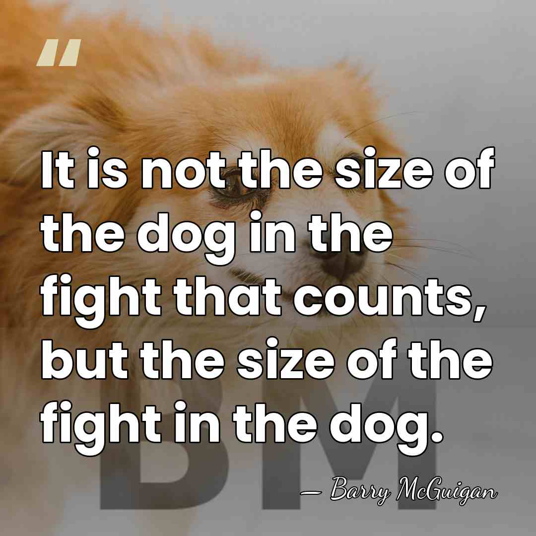 It is not the size of the dog in the fight that&hellip; - Barry McGuigan