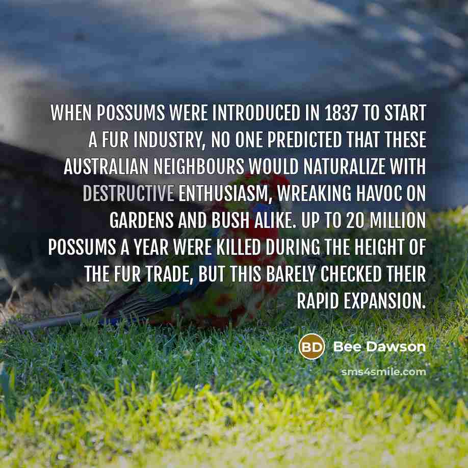 “When possums were introduced in 1837 to start a fur…” quote by Bee Dawson