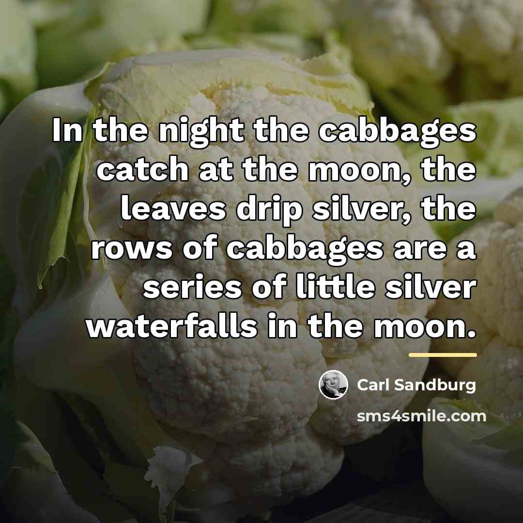 “In the night the cabbages catch at the moon, the…” quote by Carl Sandburg
