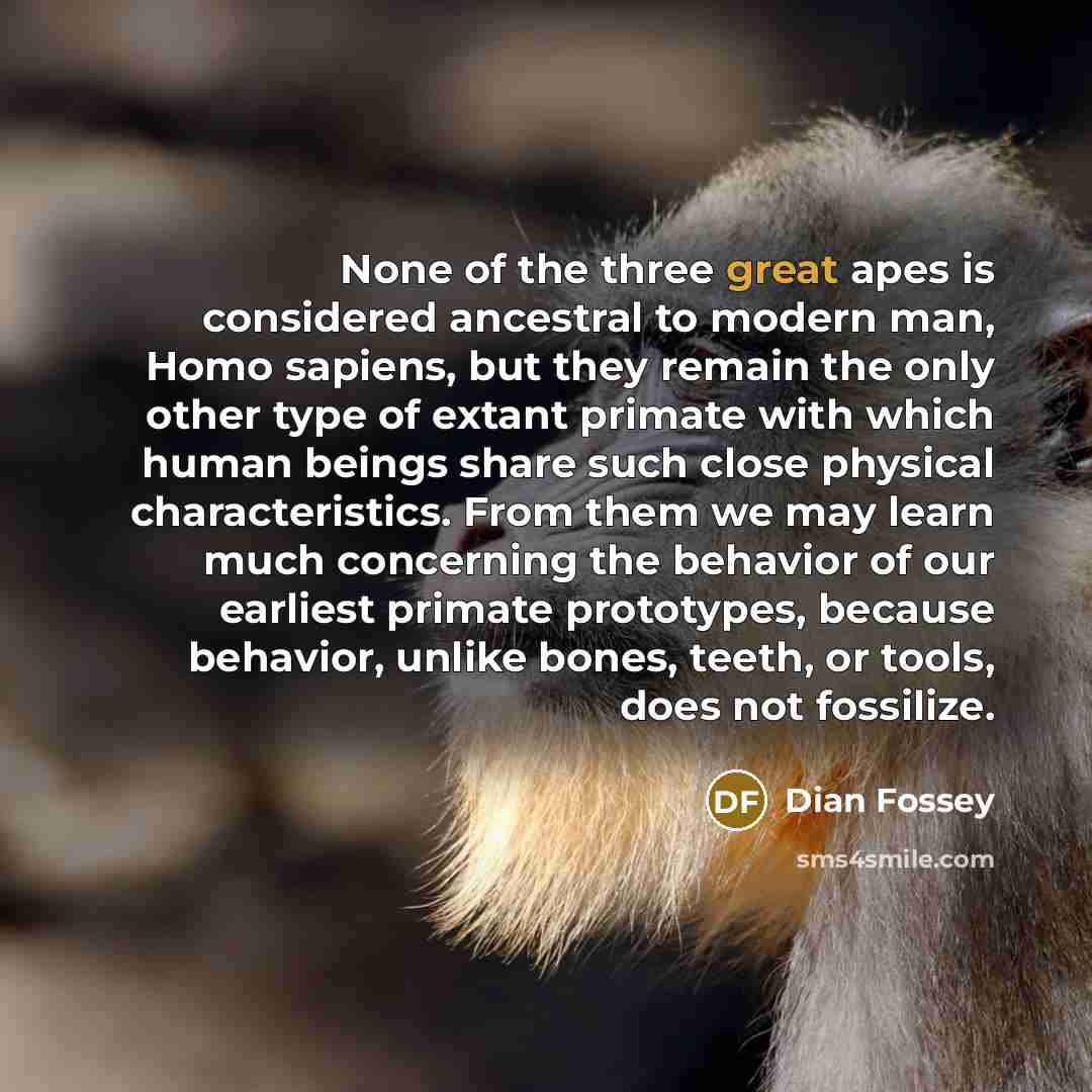 “None of the three great apes is considered ancestral to…” quote by Dian Fossey