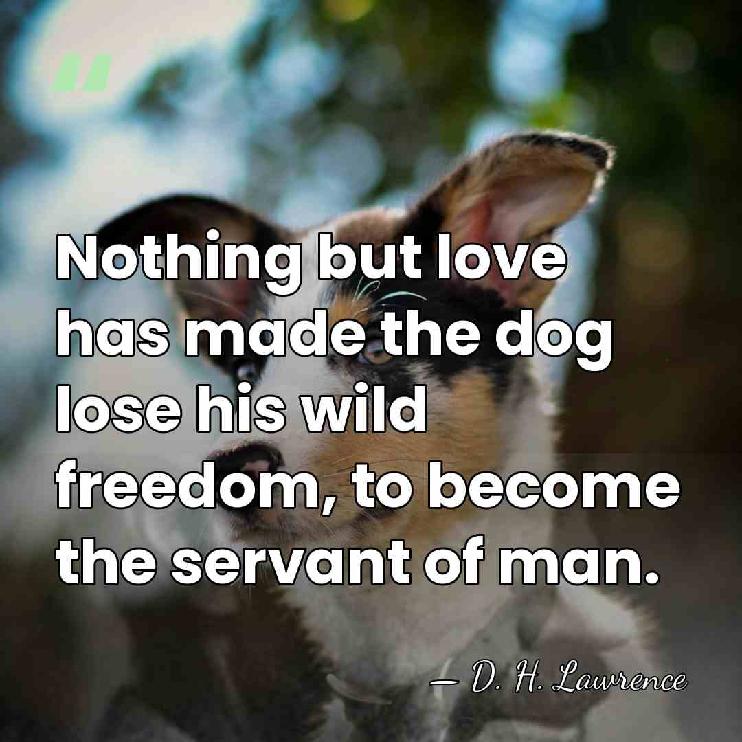 Nothing but love has made the dog lose his wild freedom, to&hellip; - D. H. Lawrence