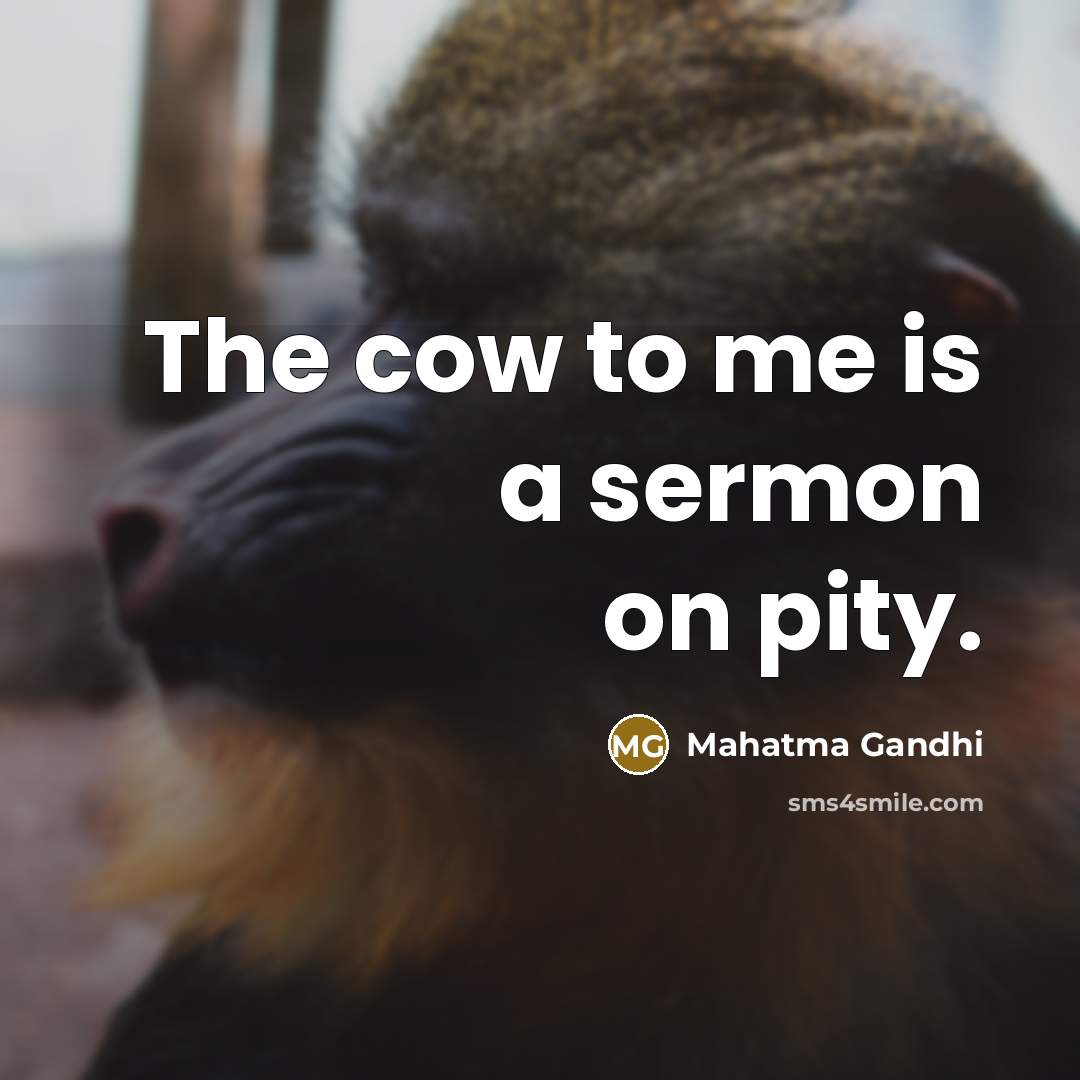 “The cow to me is a sermon on pity.” quote by Mahatma Gandhi