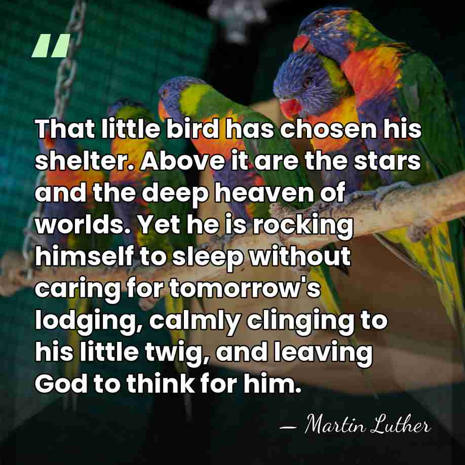 That little bird has chosen his shelter. Above it are the stars&hellip; - Martin Luther