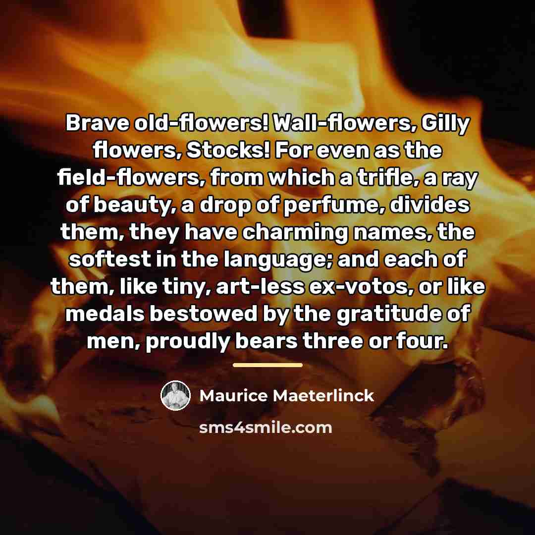 “Brave old-flowers! Wall-flowers, Gilly flowers, Stocks! For even as the…” quote by Maurice Maeterlinck