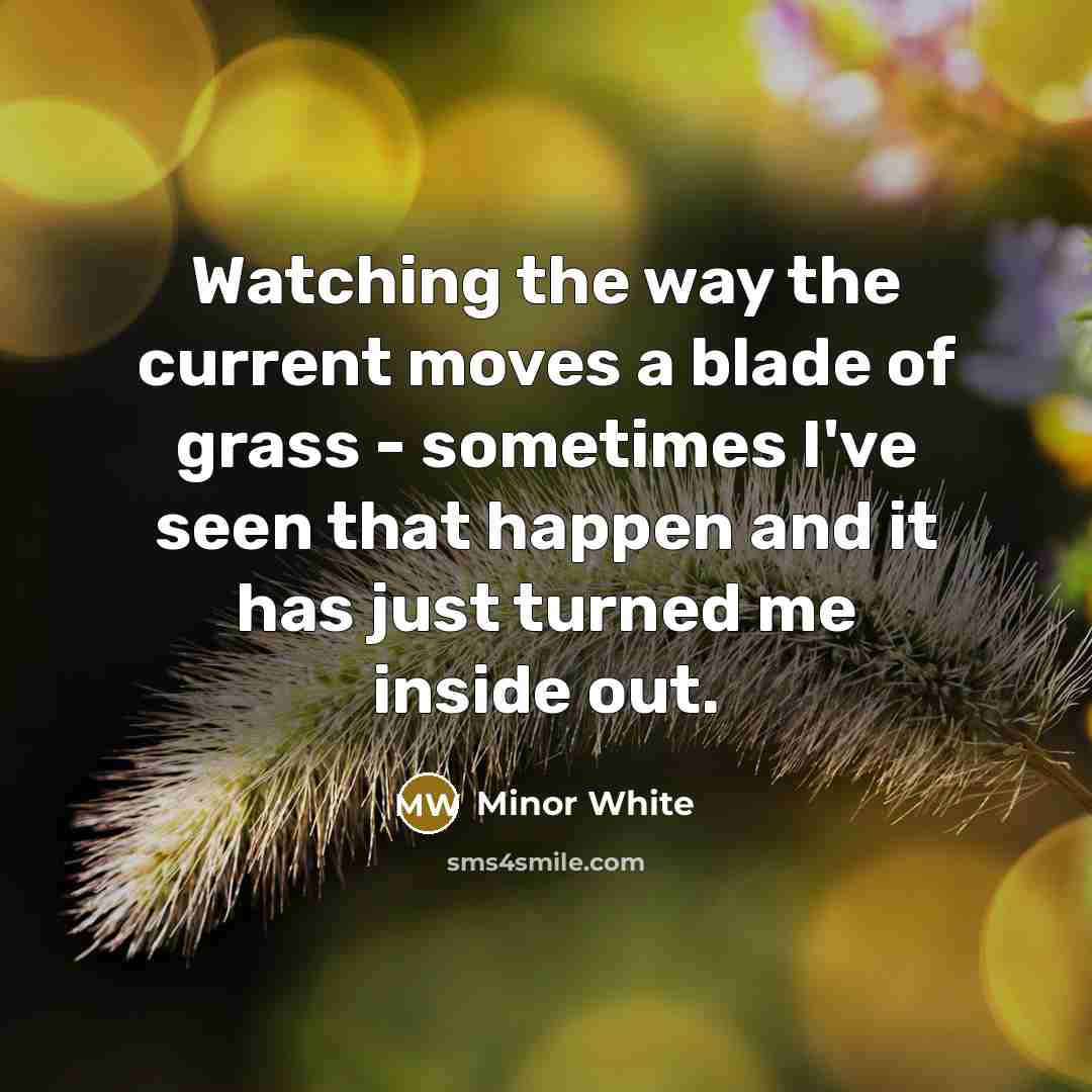 “Watching the way the current moves a blade of grass…” quote by Minor White