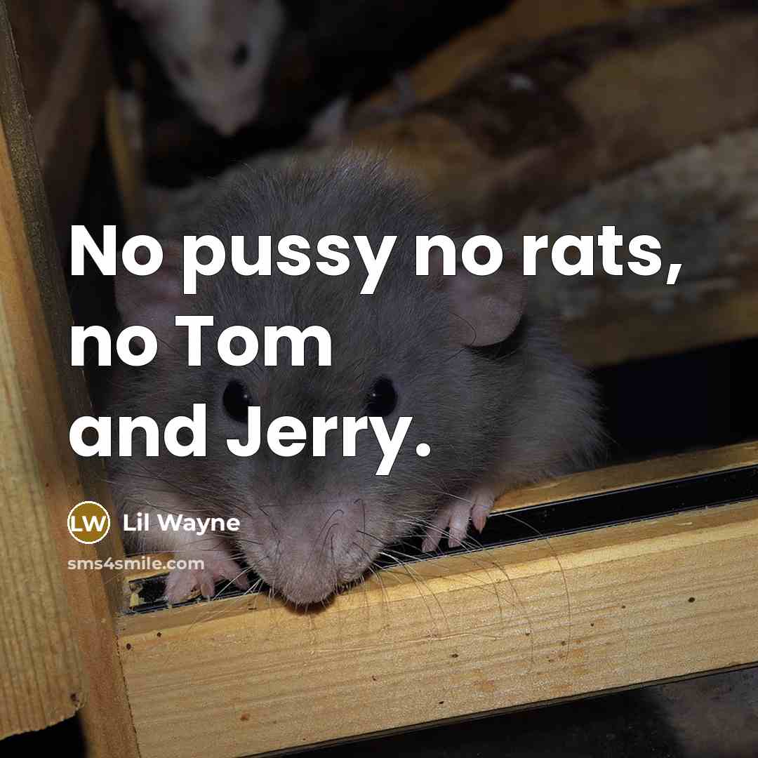 “No pussy no rats, no Tom and Jerry.” quote by Lil Wayne