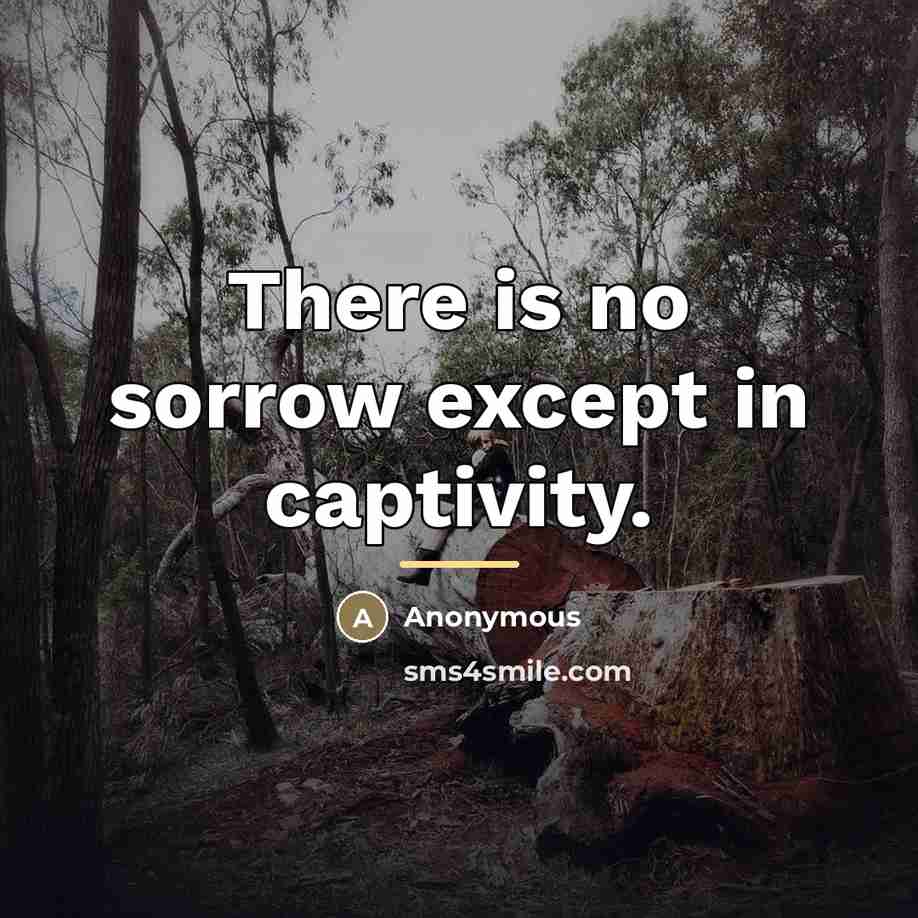 “There is no sorrow except in captivity.…” quote by Anonymous