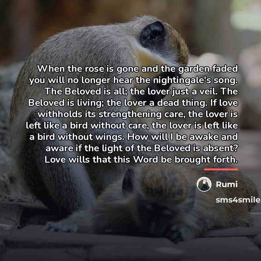 “When the rose is gone and the garden faded you…” quote by Rumi