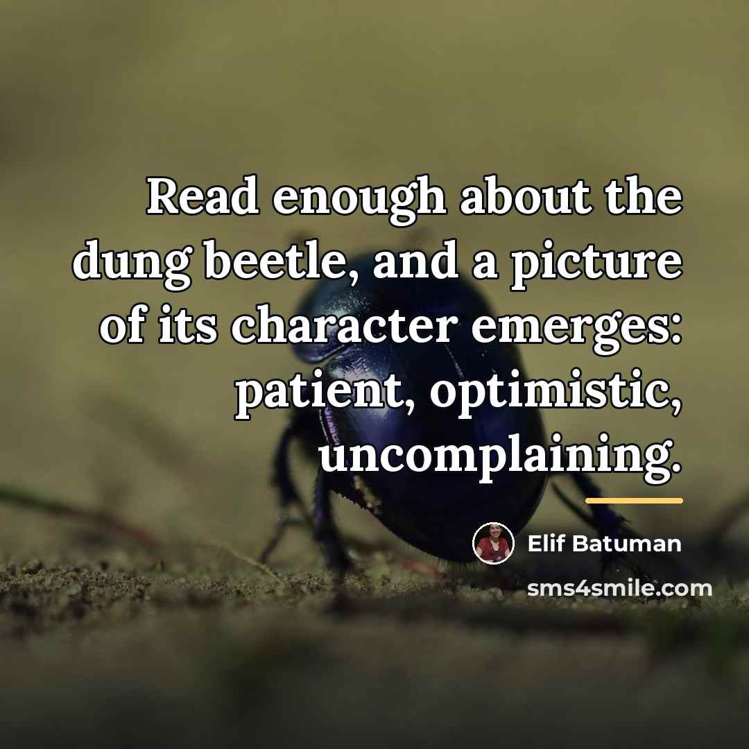“Read enough about the dung beetle, and a picture of…” quote by Elif Batuman